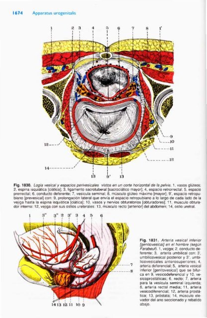 Latarjet &amp; Ruiz Liard - Anatomia Humana Tomo II