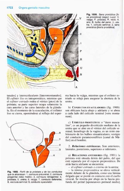 Latarjet &amp; Ruiz Liard - Anatomia Humana Tomo II