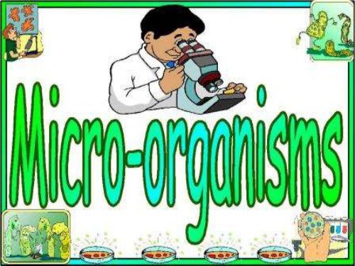 MICROORGANISM