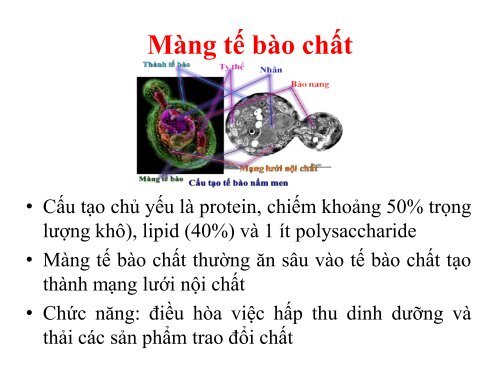 BÀI GIẢNG SINH HỌC VI SINH - BIỆN THỊ LAN THANH - TRƯỜNG ĐẠI HỌC NÔNG LÂM TP. HCM