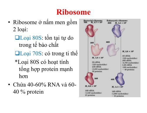 BÀI GIẢNG SINH HỌC VI SINH - BIỆN THỊ LAN THANH - TRƯỜNG ĐẠI HỌC NÔNG LÂM TP. HCM