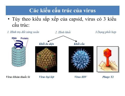 BÀI GIẢNG SINH HỌC VI SINH - BIỆN THỊ LAN THANH - TRƯỜNG ĐẠI HỌC NÔNG LÂM TP. HCM