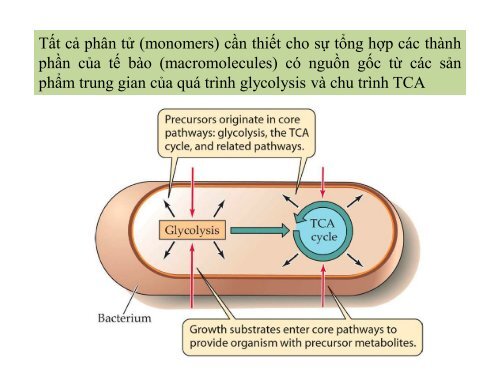 BÀI GIẢNG SINH HỌC VI SINH - BIỆN THỊ LAN THANH - TRƯỜNG ĐẠI HỌC NÔNG LÂM TP. HCM