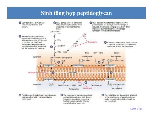 BÀI GIẢNG SINH HỌC VI SINH - BIỆN THỊ LAN THANH - TRƯỜNG ĐẠI HỌC NÔNG LÂM TP. HCM