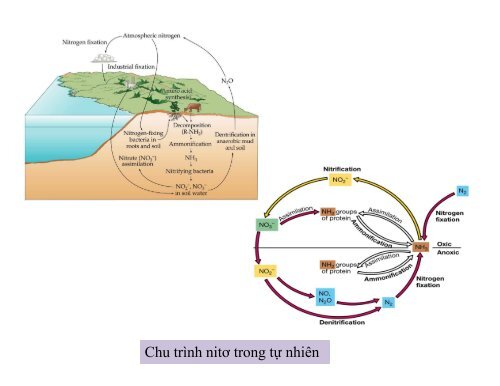 BÀI GIẢNG SINH HỌC VI SINH - BIỆN THỊ LAN THANH - TRƯỜNG ĐẠI HỌC NÔNG LÂM TP. HCM