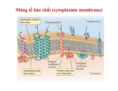 BÀI GIẢNG SINH HỌC VI SINH - BIỆN THỊ LAN THANH - TRƯỜNG ĐẠI HỌC NÔNG LÂM TP. HCM