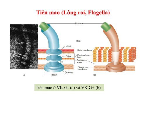 BÀI GIẢNG SINH HỌC VI SINH - BIỆN THỊ LAN THANH - TRƯỜNG ĐẠI HỌC NÔNG LÂM TP. HCM