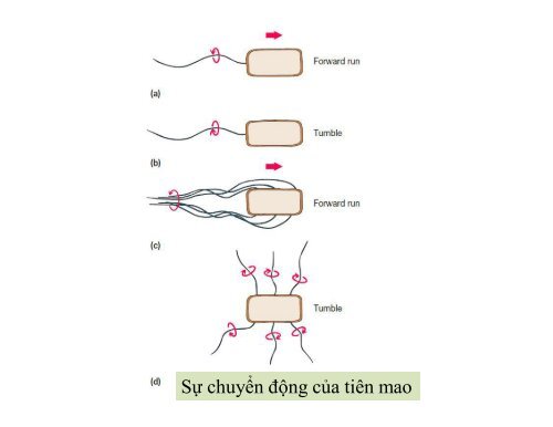 BÀI GIẢNG SINH HỌC VI SINH - BIỆN THỊ LAN THANH - TRƯỜNG ĐẠI HỌC NÔNG LÂM TP. HCM