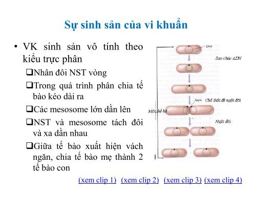 BÀI GIẢNG SINH HỌC VI SINH - BIỆN THỊ LAN THANH - TRƯỜNG ĐẠI HỌC NÔNG LÂM TP. HCM