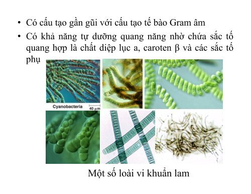 BÀI GIẢNG SINH HỌC VI SINH - BIỆN THỊ LAN THANH - TRƯỜNG ĐẠI HỌC NÔNG LÂM TP. HCM