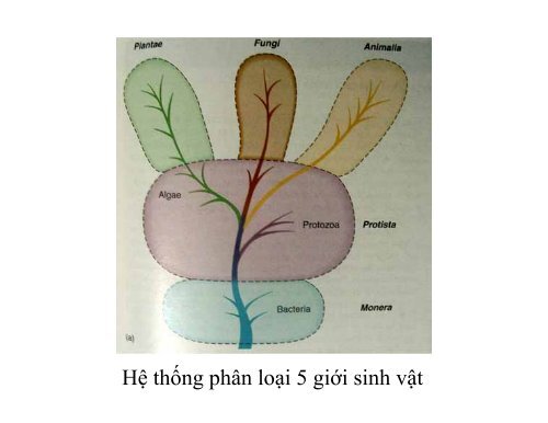 BÀI GIẢNG SINH HỌC VI SINH - BIỆN THỊ LAN THANH - TRƯỜNG ĐẠI HỌC NÔNG LÂM TP. HCM