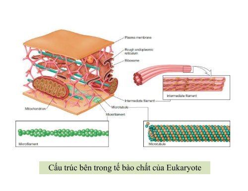 BÀI GIẢNG SINH HỌC VI SINH - BIỆN THỊ LAN THANH - TRƯỜNG ĐẠI HỌC NÔNG LÂM TP. HCM