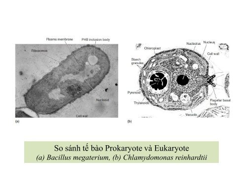 BÀI GIẢNG SINH HỌC VI SINH - BIỆN THỊ LAN THANH - TRƯỜNG ĐẠI HỌC NÔNG LÂM TP. HCM