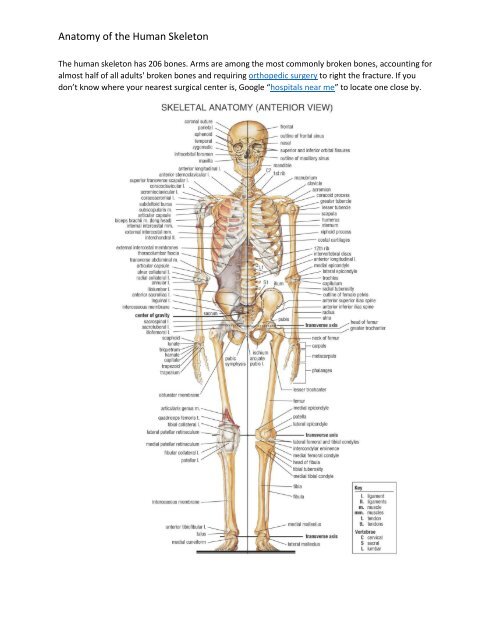 Anatomy of the Human Skeleton