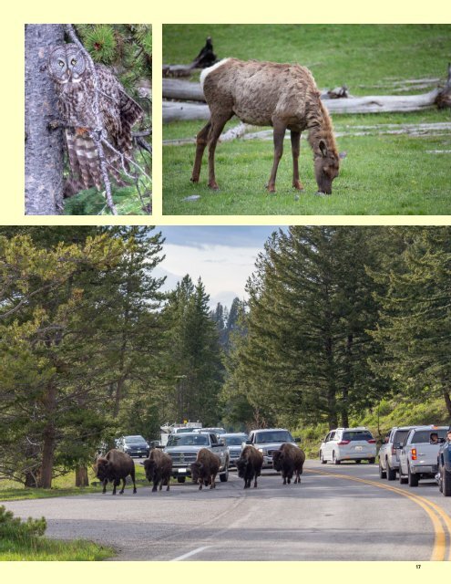 Yellowstone And Grand Teton National Parks