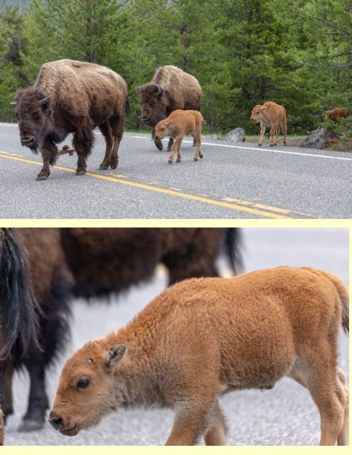 Yellowstone And Grand Teton National Parks