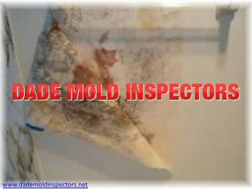 Mold Inspection Fort Lauderdale | Dade Mold Inspectors