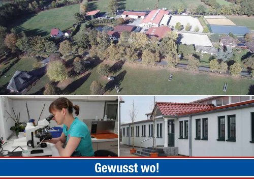 Hengstkatalog Hengststation Maas J. Hell 2019