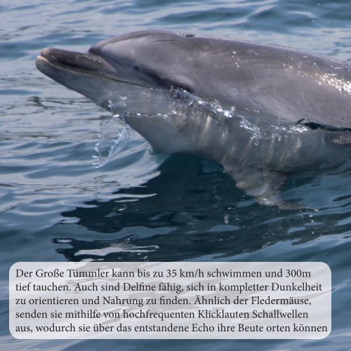 Delfin Wissen