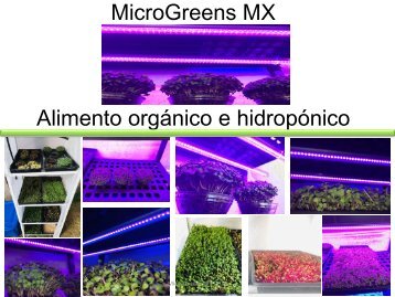MicroGreens MX 2019 Catálogo y datos para ordenar 