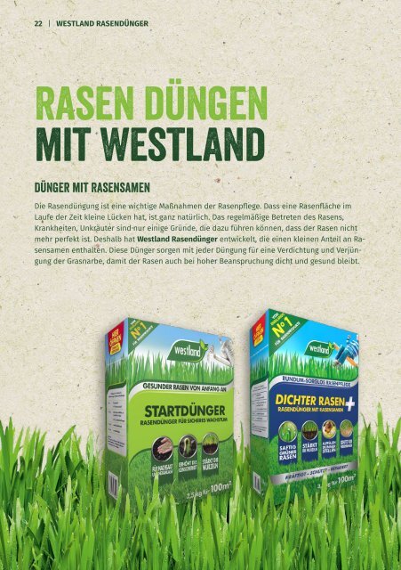 Westland Rasenfibel