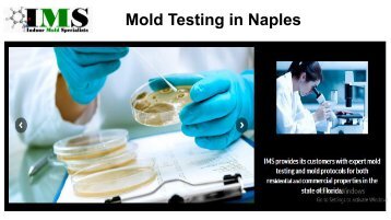 Mold Testing in Naples