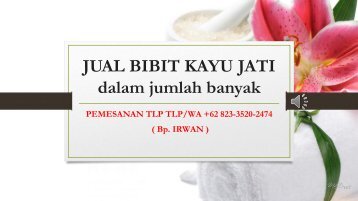 MAU BERINVESTASI.???, TLP/WA +62 823-3520-2474 (T.sel), Penjual Bibit Kayu Jati di Jogja