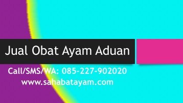 Obat Ayam Sesudah Di Adu