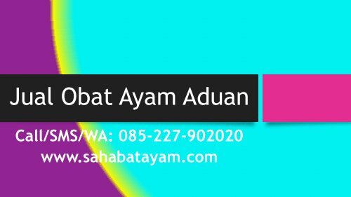 Obat Ayam Sesudah Di Adu