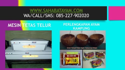 Obat Ayam Sesudah Di Adu