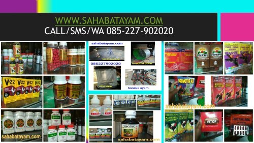 Obat Ayam Sesudah Di Adu