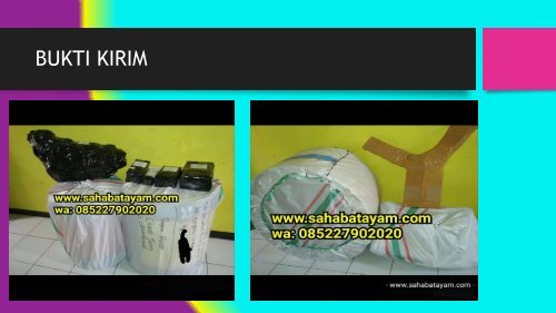 Obat Ayam Sesudah Di Adu