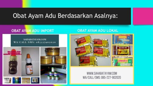 Obat Ayam Sesudah Di Adu