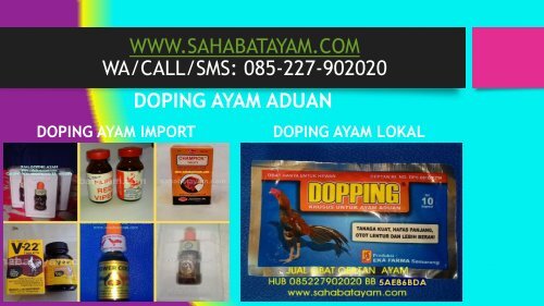 Obat Ayam Sesudah Di Adu