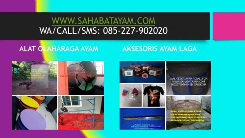 Obat Ayam Sesudah Di Adu