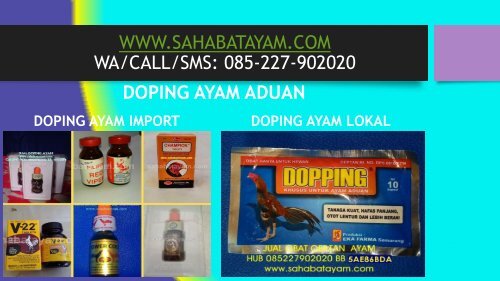 Obat Ayam Sakit Ngorok Parah