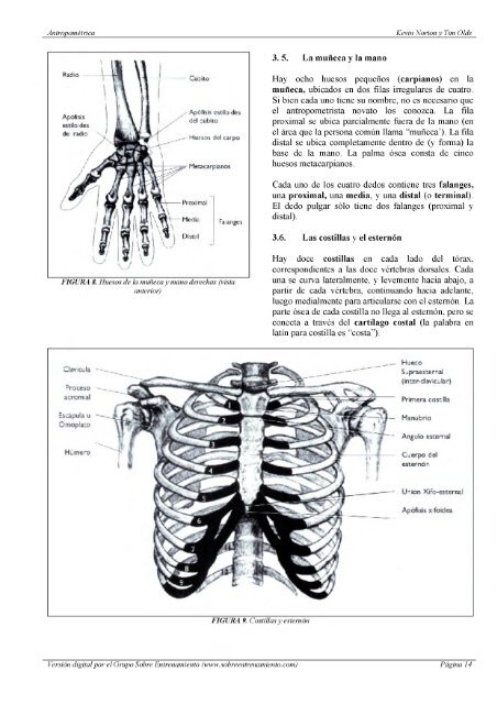 Antropometrica Un libro de referencia sobre mediciones corporales humanas para la educación en deportes y salud - Kevin Norton, Tim Olds
