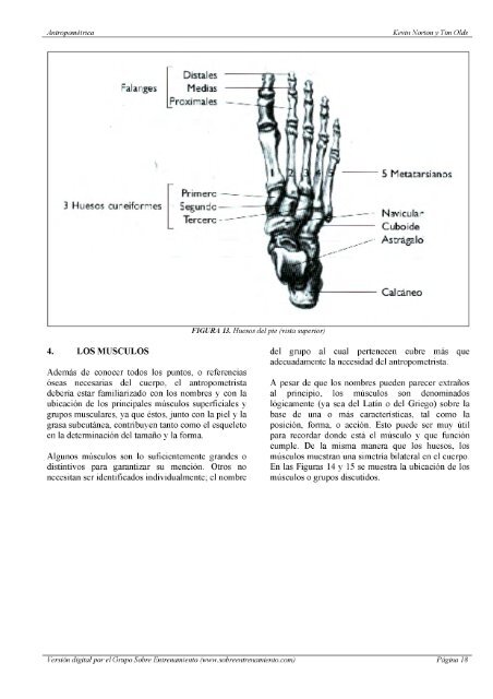 Antropometrica Un libro de referencia sobre mediciones corporales humanas para la educación en deportes y salud - Kevin Norton, Tim Olds