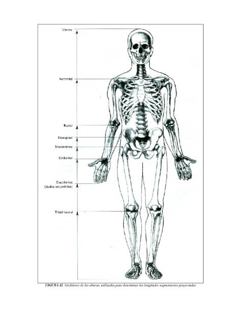 Antropometrica Un libro de referencia sobre mediciones corporales humanas para la educación en deportes y salud - Kevin Norton, Tim Olds