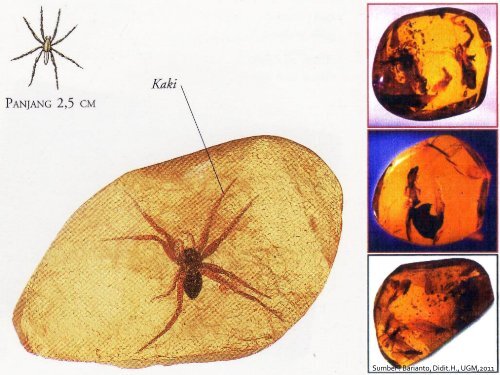 03-paleontologi-proses-pemfosilan