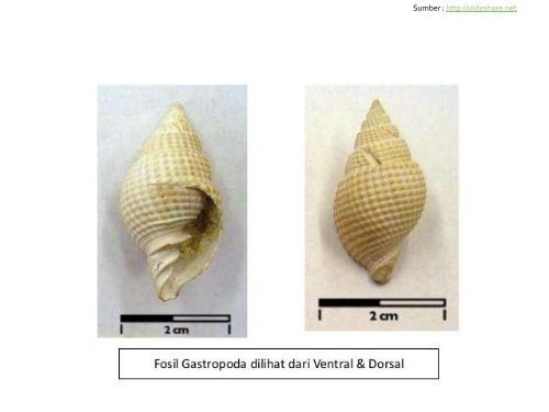 03-paleontologi-proses-pemfosilan