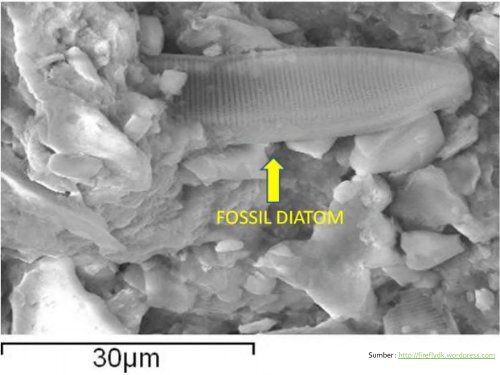 03-paleontologi-proses-pemfosilan