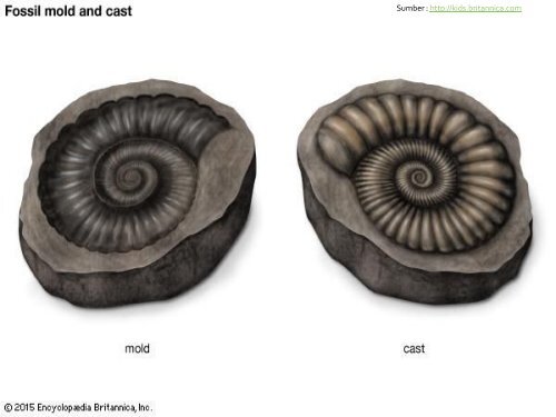 03-paleontologi-proses-pemfosilan