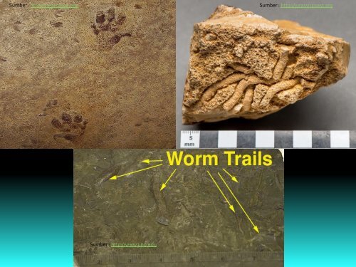 03-paleontologi-proses-pemfosilan