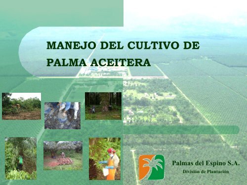 001Manejo cultivo palma aceitera-Palma del Espino SA