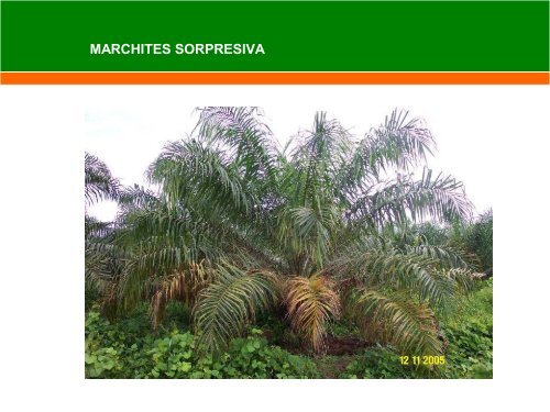001Manejo cultivo palma aceitera-Palma del Espino SA