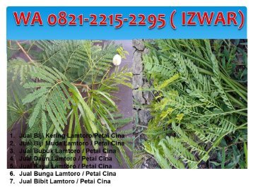 WA 0821-2215-2295, Jual mlanding lamtoro  Untuk Mengobati Kencing Manis di Jakarta