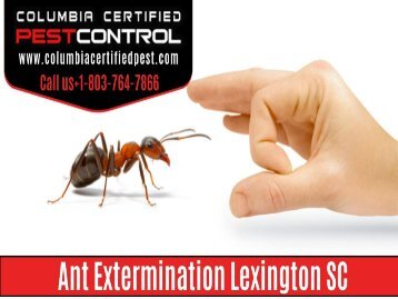 Professional Ant Extermination Lexington SC