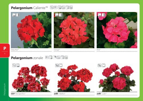 Petunia - Kühne Jungpflanzen GbR