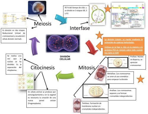 Top 70 Imagen Mapa Mental De Meiosis Y Mitosis Viaterramx